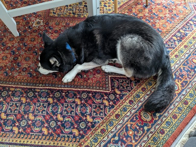 A mixed breed husky dog laying on a carpet