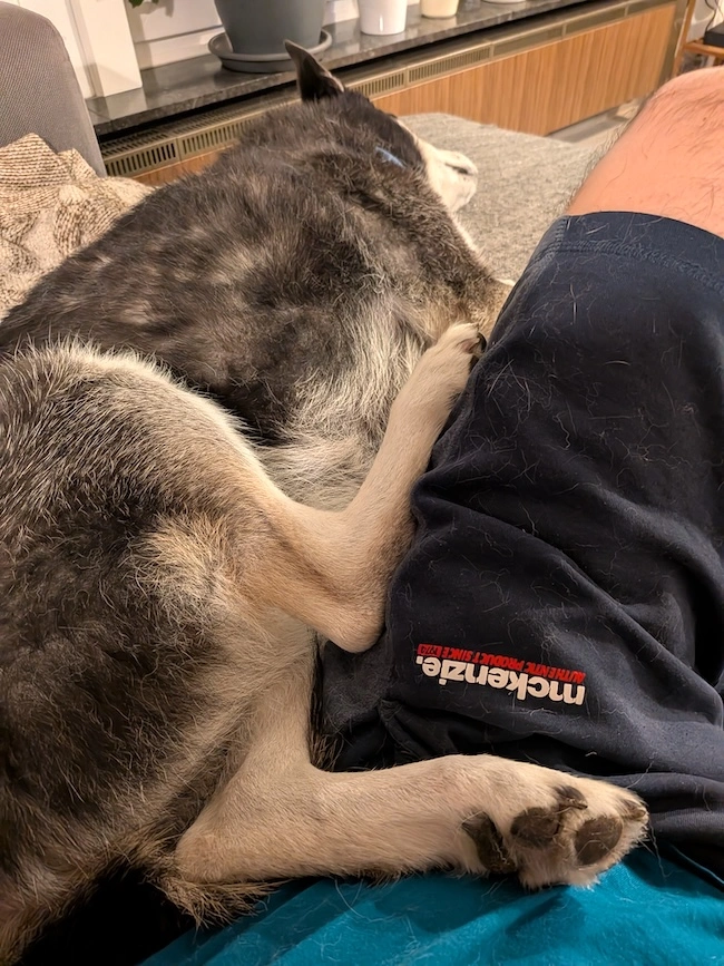 Dog on a couch laying
